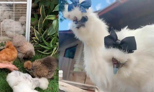 吃鸡宠物爆料大全最新图片,最新图片解析与亮点抢先看